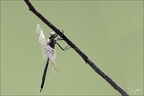 Anax parthenope 31.07.25-0001