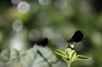 Calopteryx virgo 15.07.25-0002
