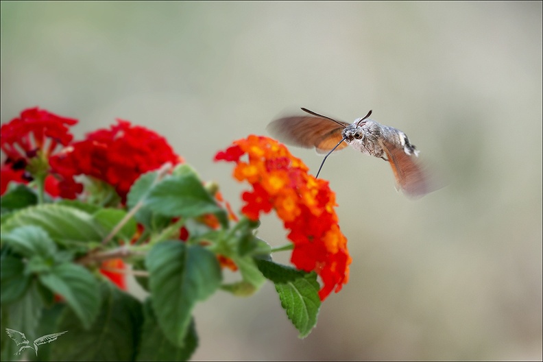 Moro-sphynx 15.08.25-0011.jpg