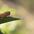 Criquet égyptien imm17.08.25-0005