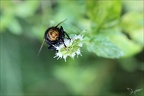 Tachina grossa 17.08.25-0002