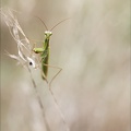 Mantis religiosa 11.09.25-0006
