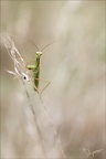 Mantis religiosa 11.09.25-0006