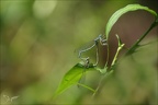 Platycnemis pennipes ♂♀ 06.09.25-0003