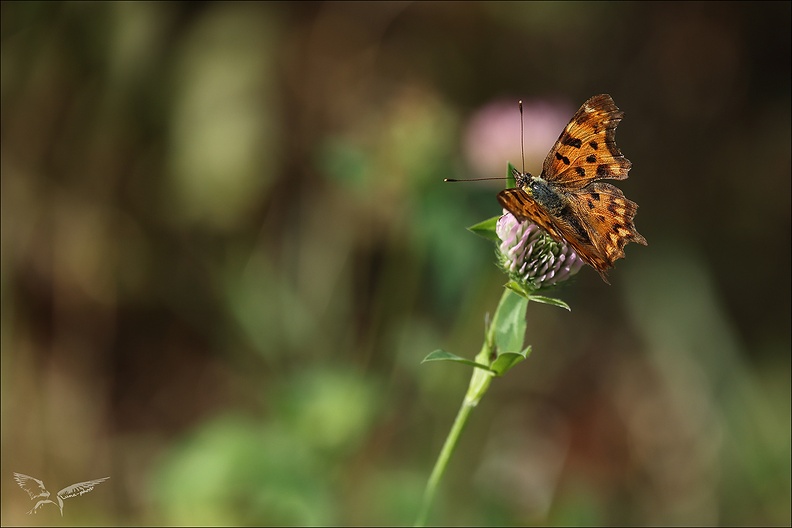 Robert-le-diable 29.08.25-0001.jpg
