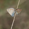 Azuré commu- polyommatus icarus05.09.25-0007