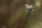 Azuré commu- polyommatus icarus02.09.25-0002