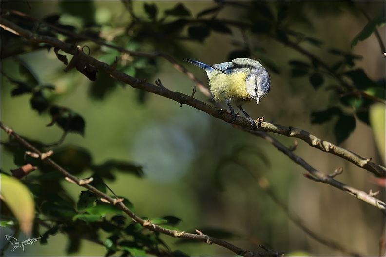 Mésange bleue 06.09.25.jpg