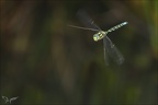 Aeshna cyanea 18.09.25-0003