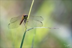 Sympetrum depressiusculum 12.09.25-0014