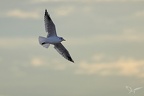 Mouette mélanocéphale  28-09-25 01