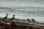 Aigrette garzette vs goélands  12-10-25 02