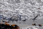 Bécasseaux sanderling  07-10-25 03
