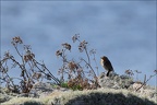 Ile de Sein  Rouge-gorge