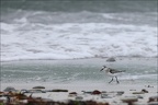 Bécasseaux sanderling  18-10-25 92