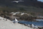 Mouette rieuse  07-10-25 04
