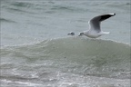 Mouette rieuse  18-10-25 05