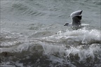 Mouette rieuse  18-10-25 06