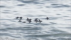 Bécasseaux sanderling 08-10-25 13 (2 visites) Bécasseaux sanderling 08-10-25 13