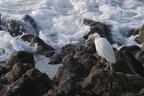 Aigrette garzette  25-02-26 04