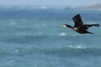 Grand cormoran  24-02-26 04