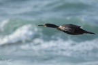 Grand cormoran  24-02-26 06
