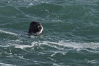 Phoque gris  28-02-26 03