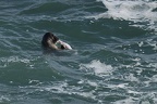 Phoque gris  28-02-26 19