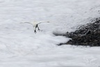 Pointe de Castel  01-03-26 14