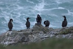 Cormoran huppé  01-03-26 57