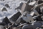 Aigrette garzette  02-03-26 05