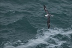 Fulmar boréal  05-03-26 03