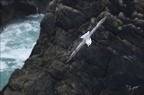 Fulmar boréal  05-03-26 14
