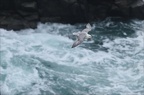 Fulmar boréal  05-03-26 16