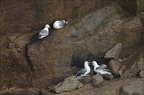 Fulmar boréal  05-03-26 10