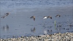Grand gravelot  09-03-26 01