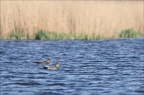 Canard chipeau 09.03.26-0003