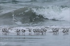Bécasseu sanderling  16-03-26 26