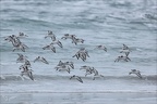 Bécasseu sanderling  16-03-26 07