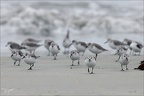 Bécasseu sanderling  16-03-26 36