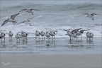 Bécasseu sanderling  16-03-26 44