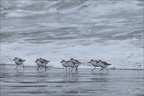 Bécasseu sanderling  16-03-26 51
