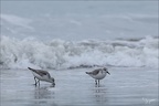 Bécasseu sanderling  16-03-26 88