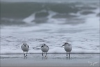 Bécasseu sanderling  16-03-26 99