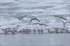 Bécasseu sanderling  16-03-26 96