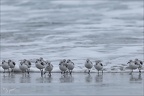 Bécasseu sanderling  16-03-26 97