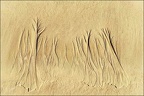 Forêt ensablée