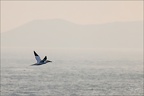Fous de bassan  20-03-26 46