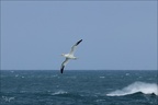 Fou de Bassan 15-03-26 01