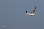 Fous de bassan  20-03-26 81
